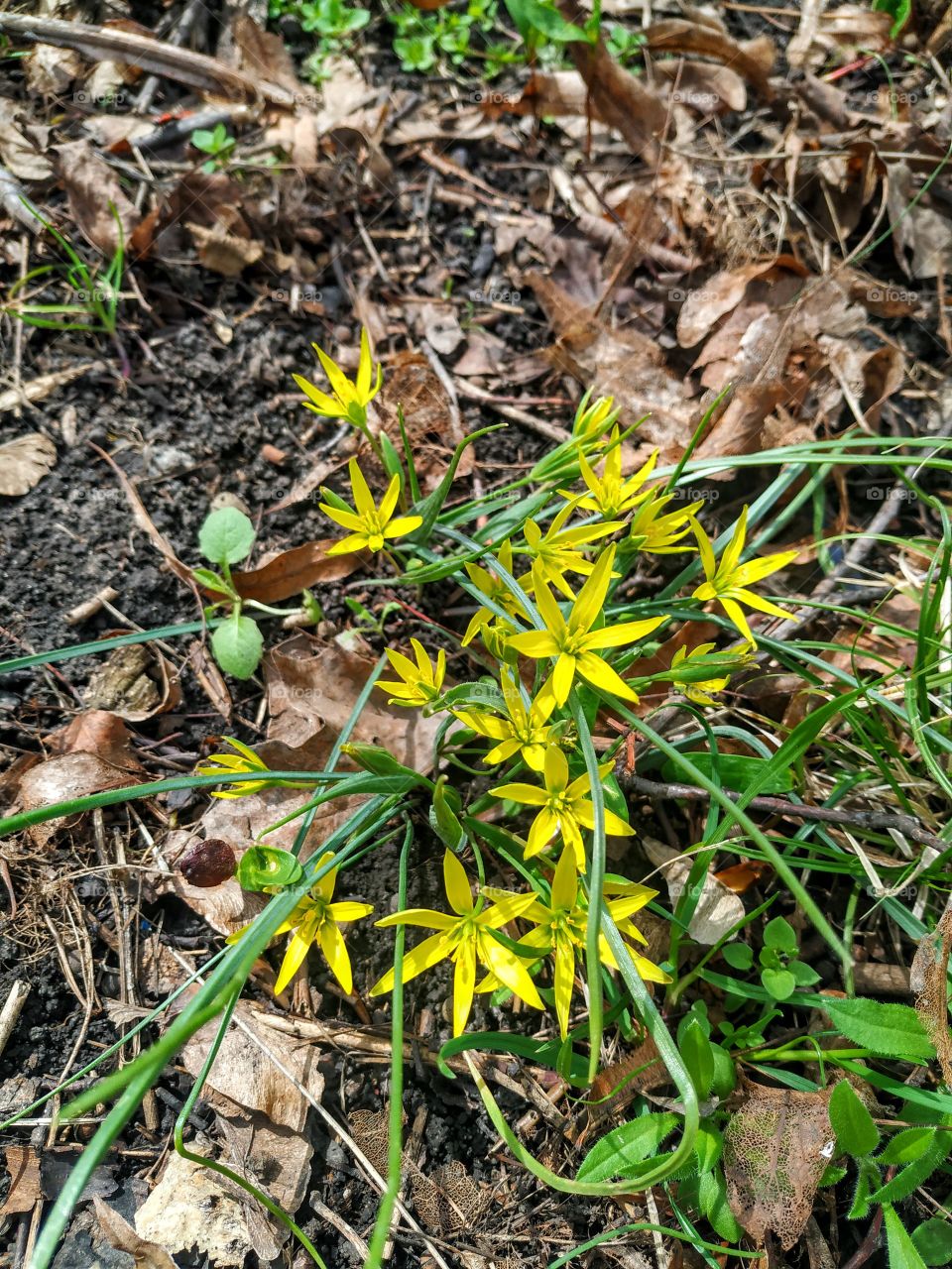 The first spring flowers - yellow stars