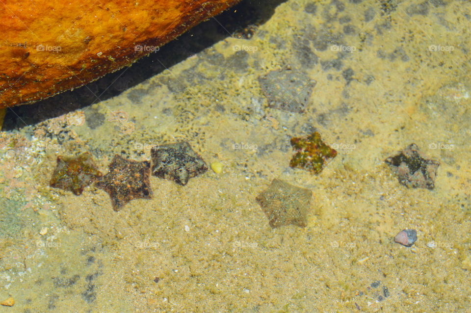starfish