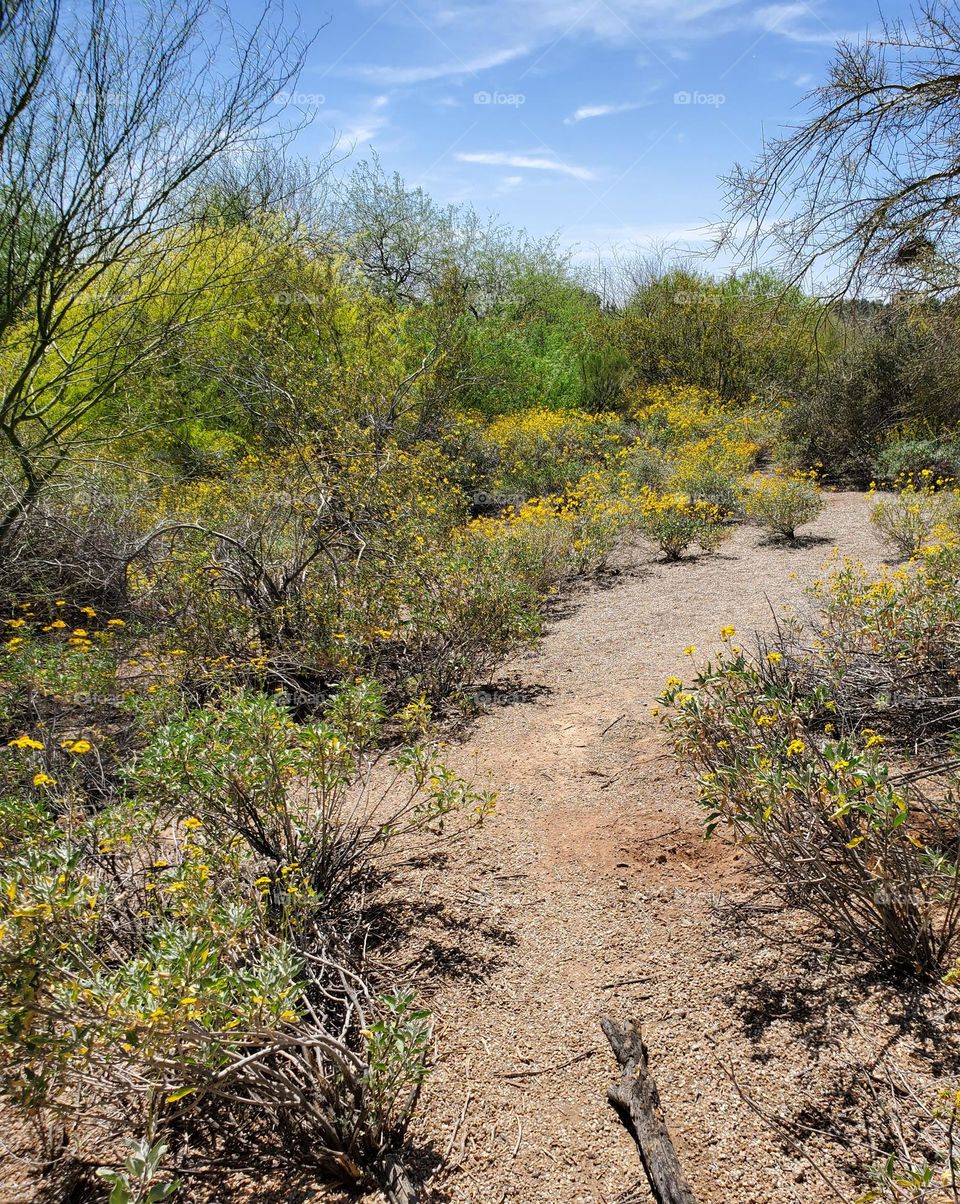 Spring on a Desert Trail