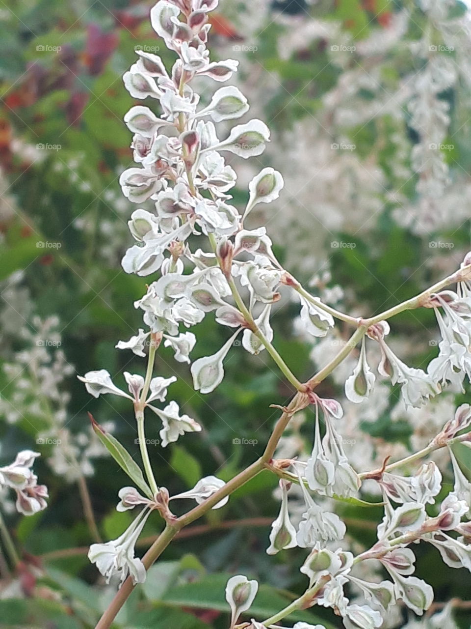 White Flower Buds