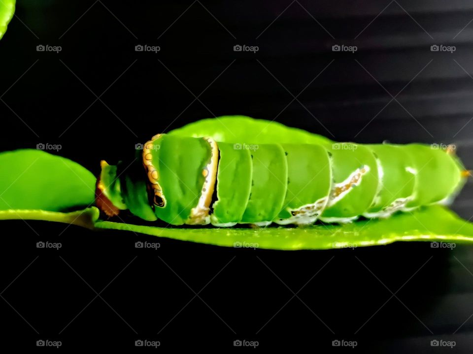 A caterpillar of Common Lime Butterfly (Papilio Demoleus) on the lime leaf.