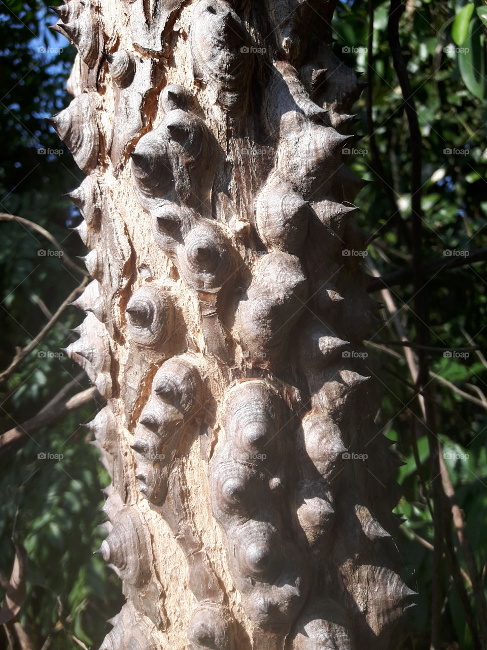 Silk floss tree