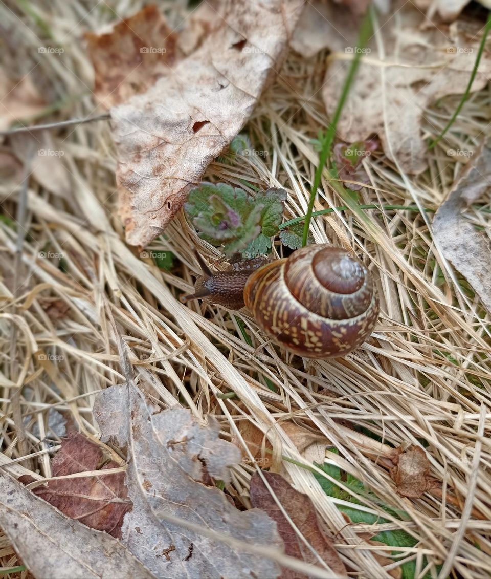 snail mobile photography