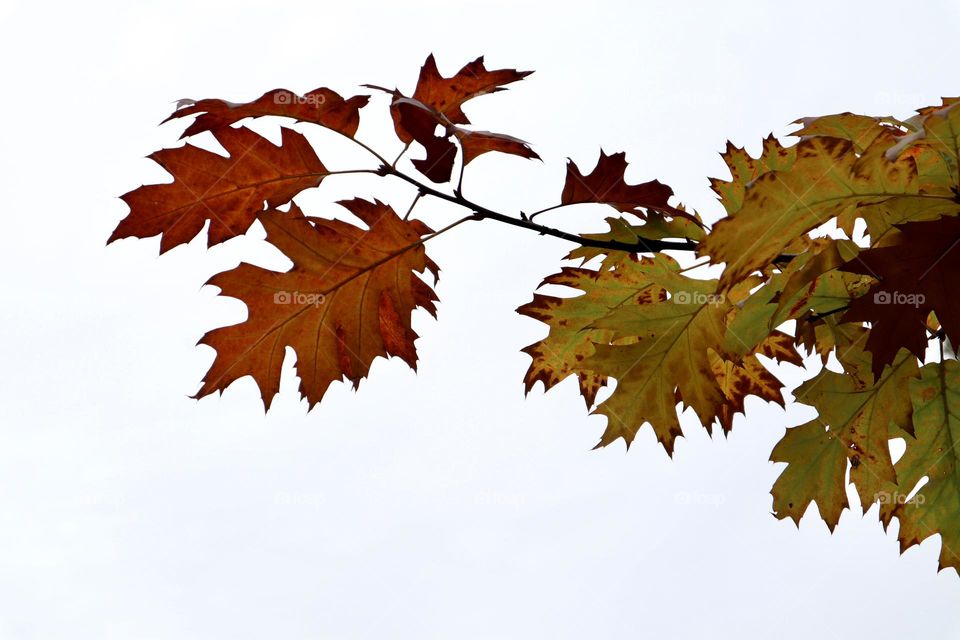 Colourful fall leaves on grey sky background 