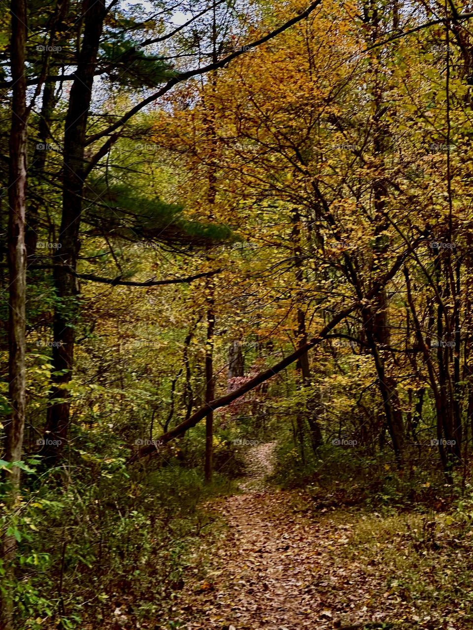 Through the woods. An adventure with fall leaves and all of the colors of autumn on full display