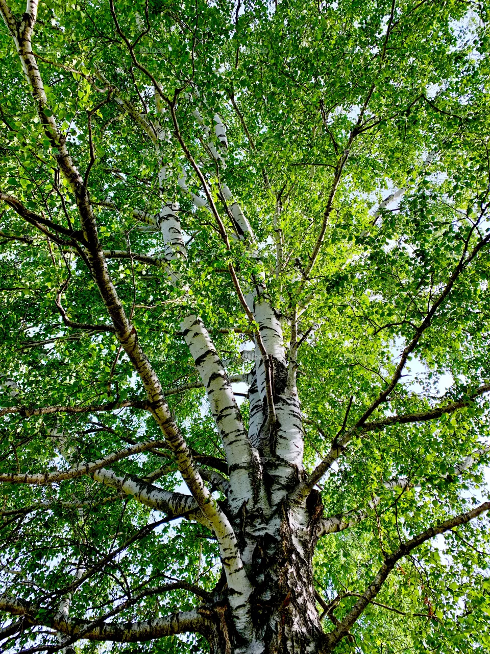 Birch 