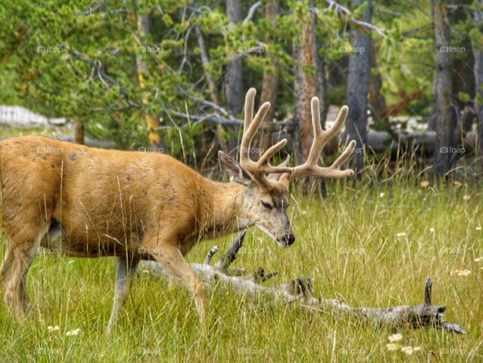 Deer in Yellowstone 