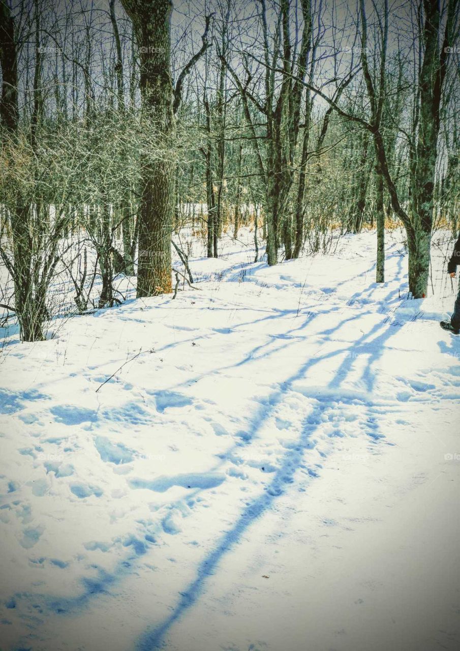 a dream of a winter walk in the woods