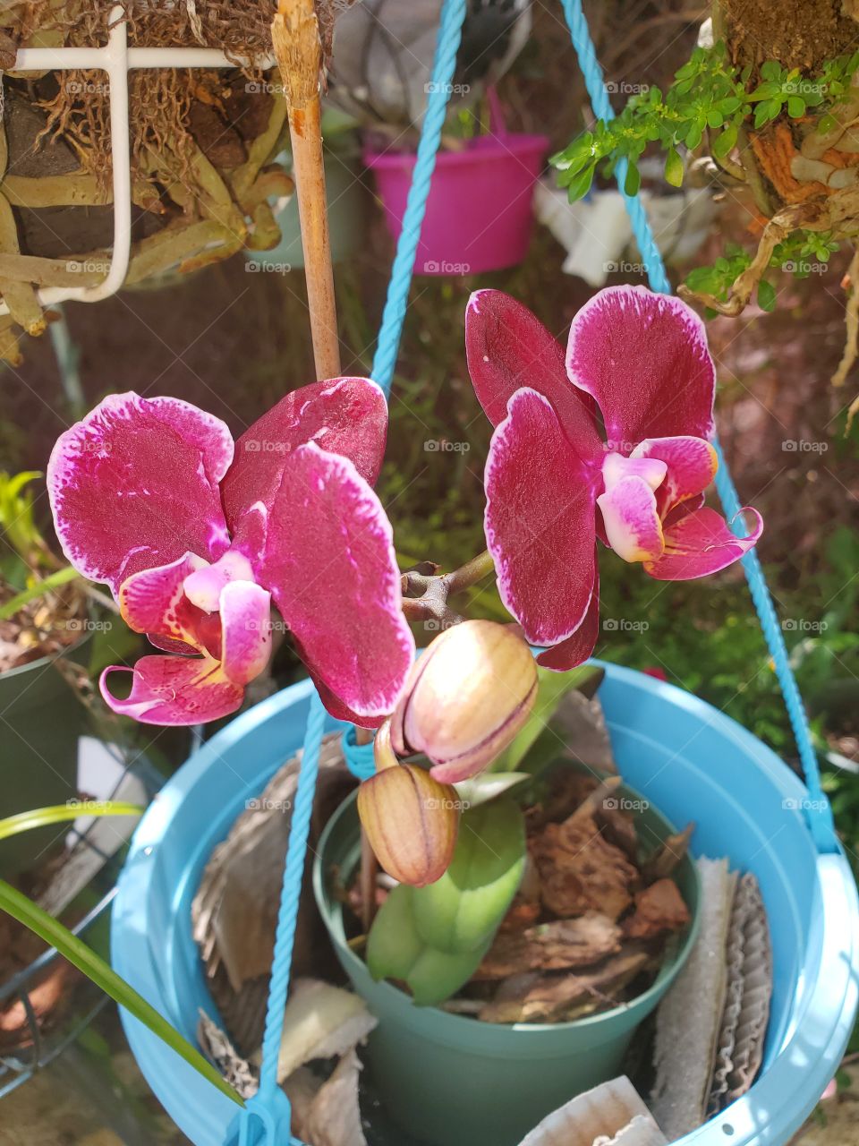 exotic orchids