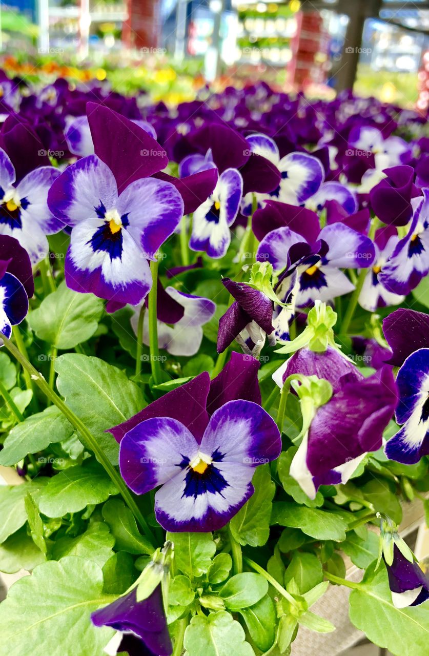 Pansy party part two