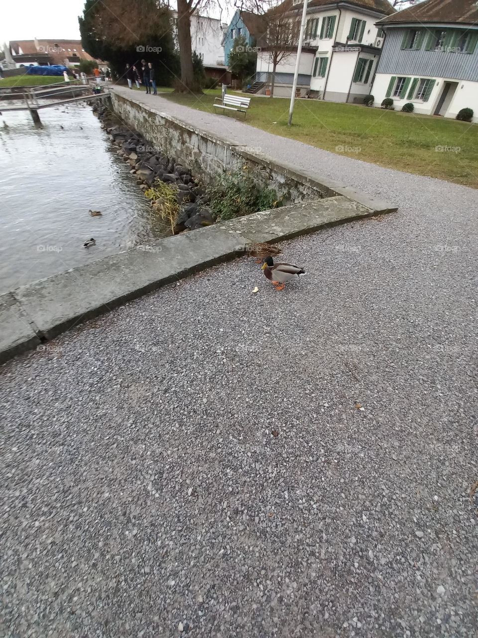 Patinho elegante. Pato é o nome comum para numerosas espécies de aves aquáticas pertencentes à família Anatidae. Os patos são menores e de pescoço mais curto que os cisnes e gansos, que são membros da mesma família