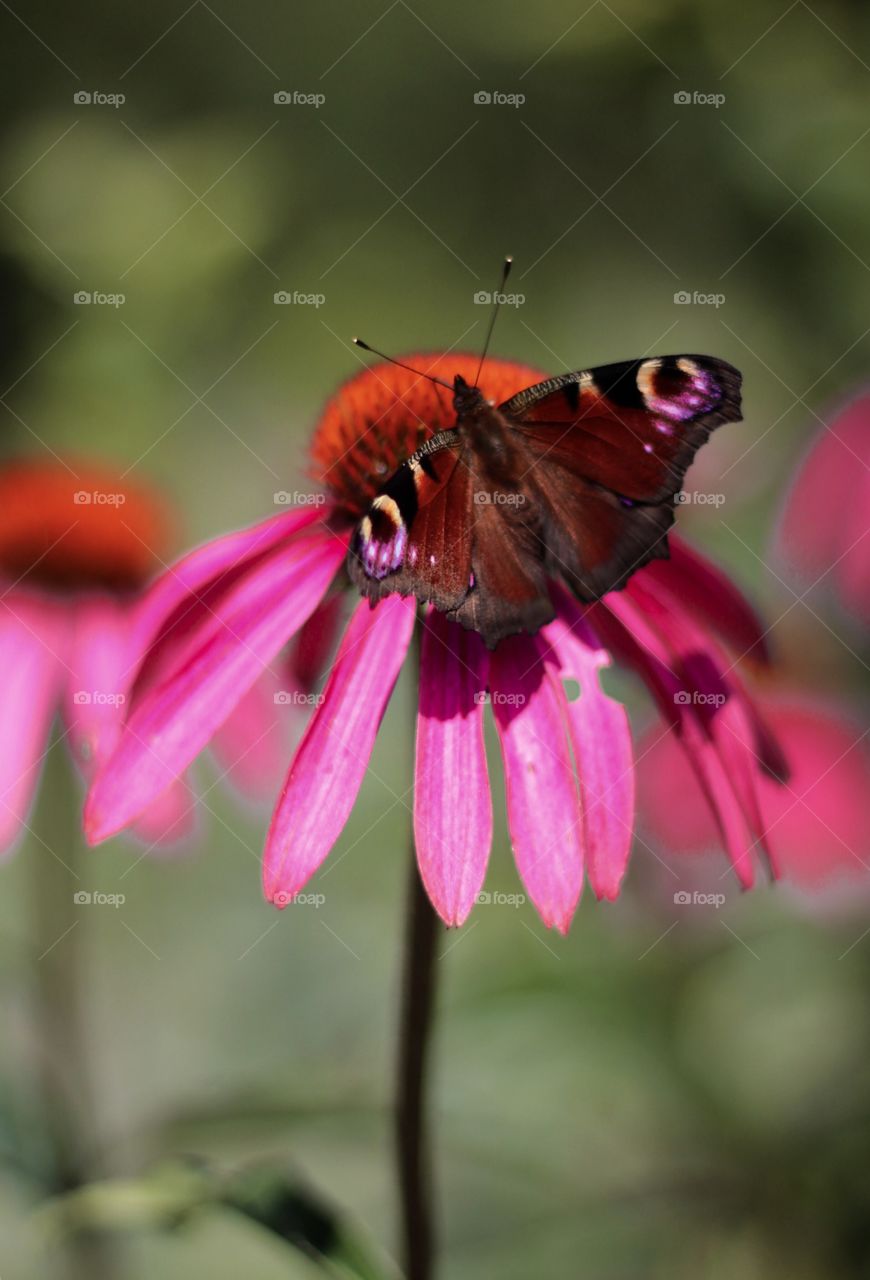 Pink flowers and beautiful butterfly
