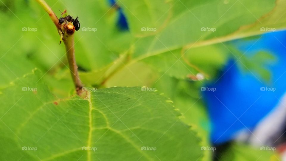 Ant on a branch