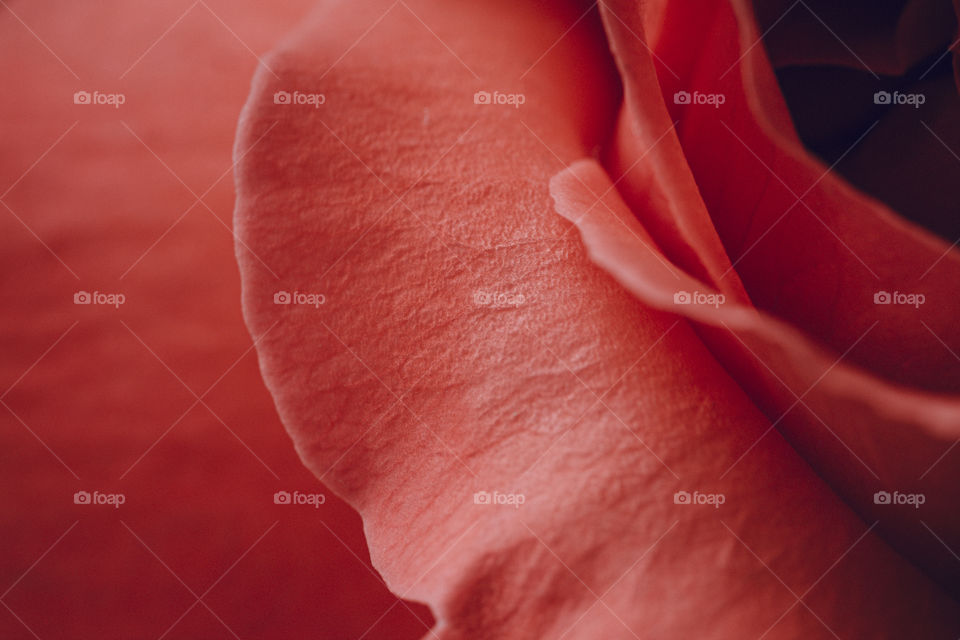 red rose petals macro shot.  natural background