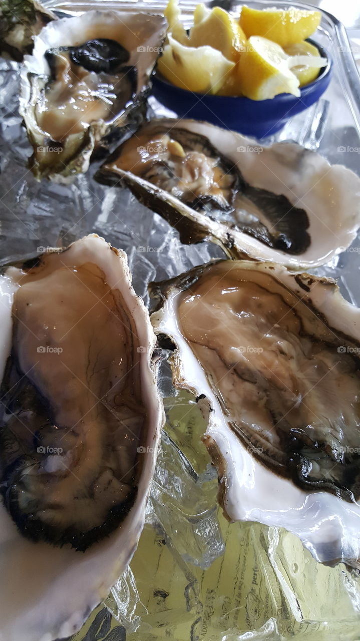 oysters