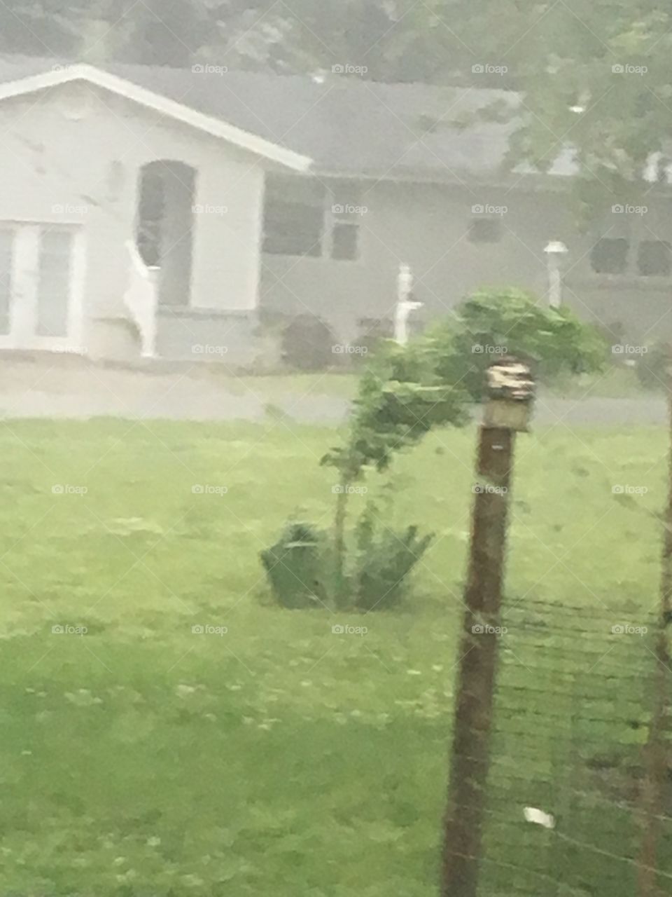 One of our summer rain storms bending my young peach tree over. You can see rain and wind.