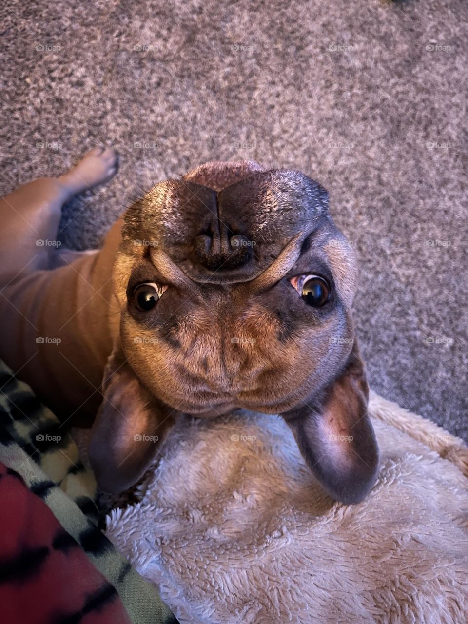 Upside down blue fawn French Bulldog being cute and loving with puppy dog eyes. 