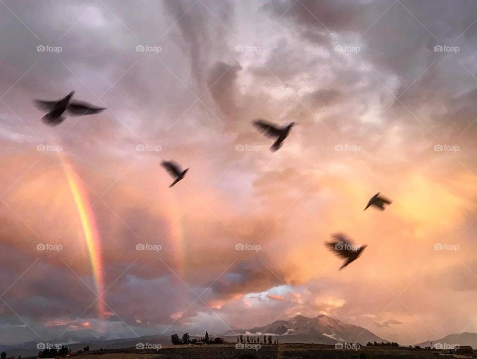 Dreamy Doves at Dusk 🕊