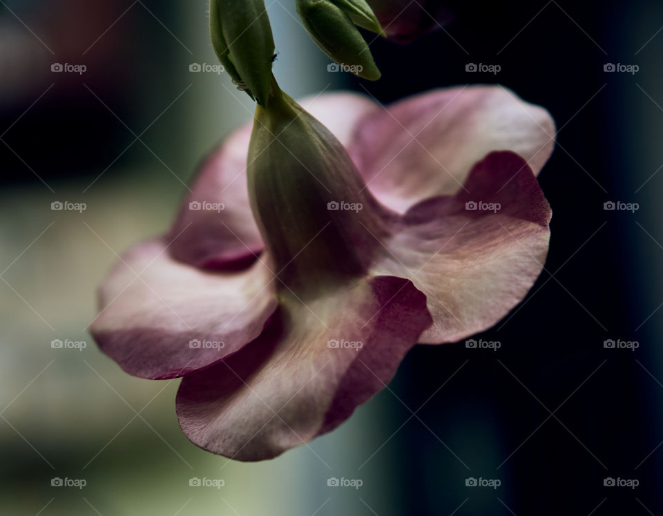 Floral photography  - allamanda  - back side