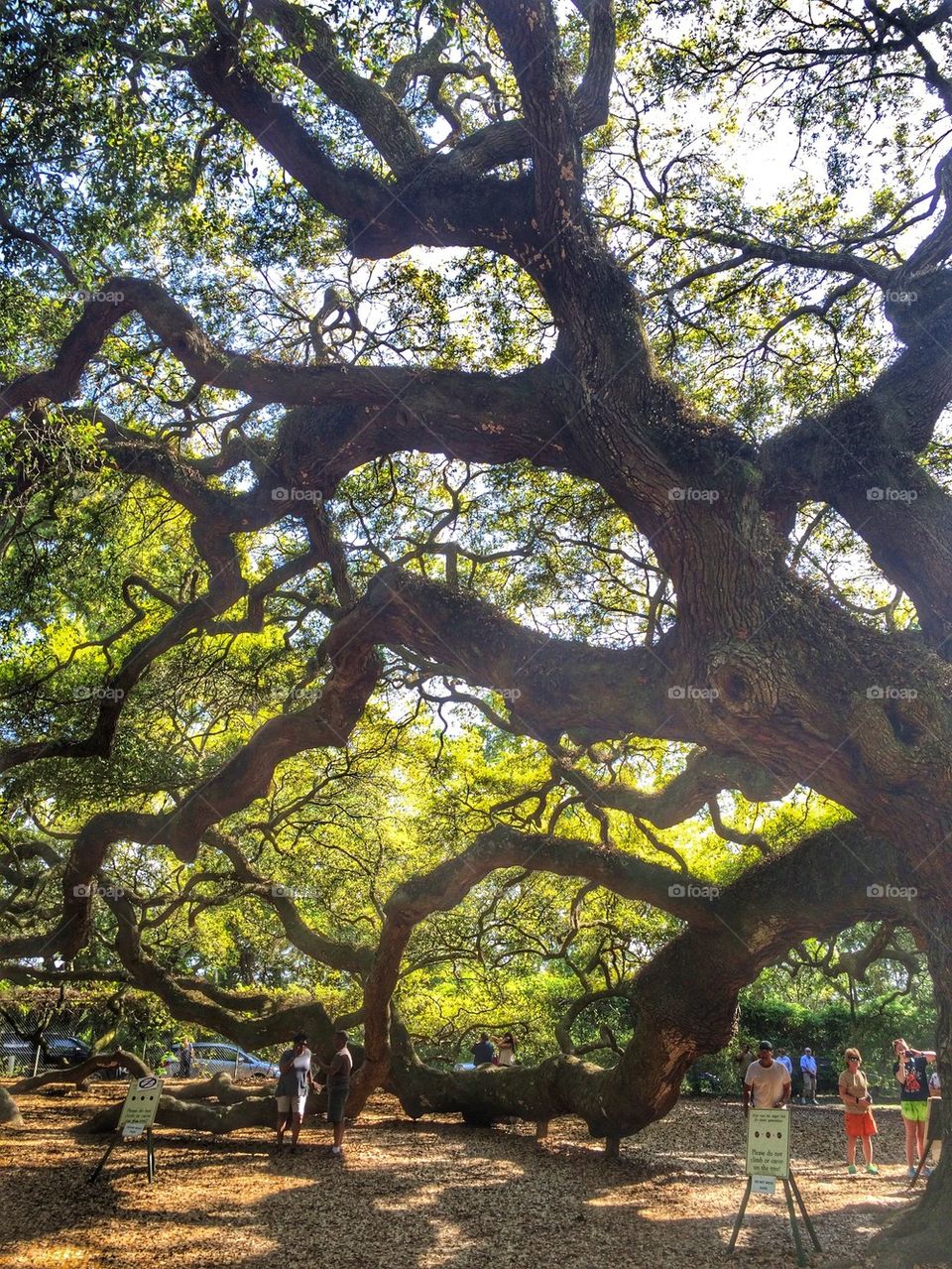 Angel oak 