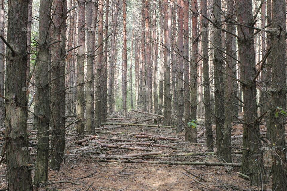 Forest, nature, mushrooms, trees, landscape