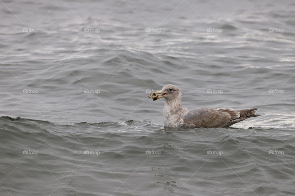 Seagull just caught crab 