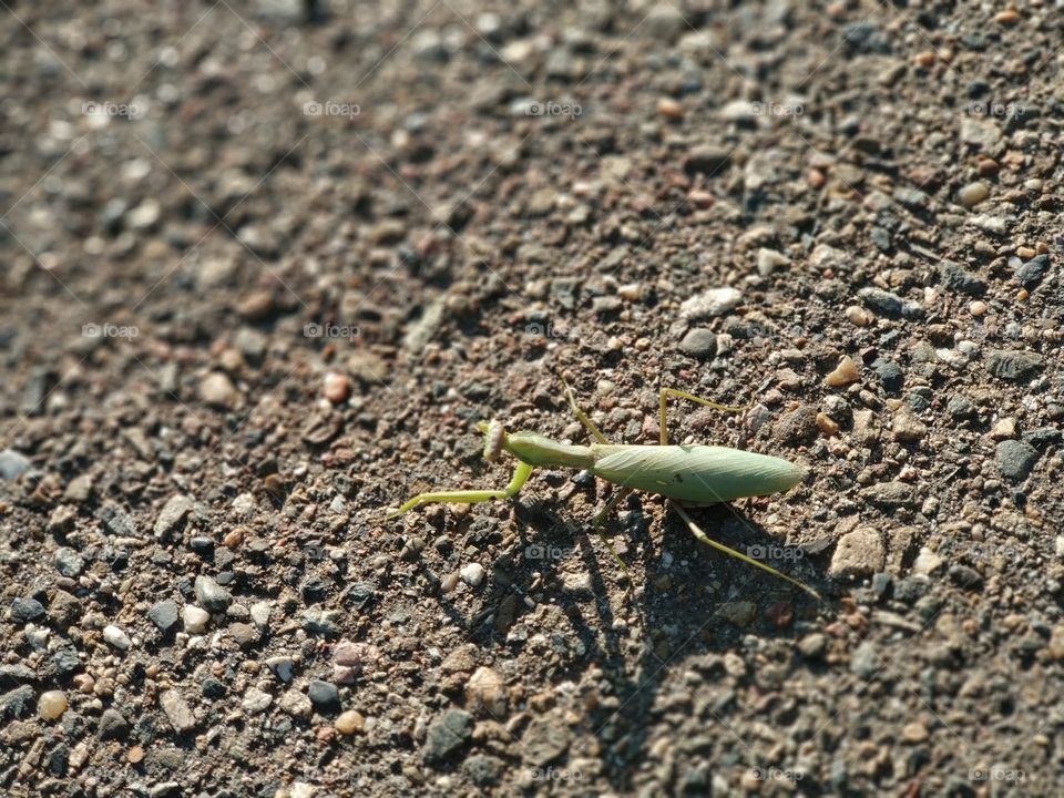 mantis on a ground close-up