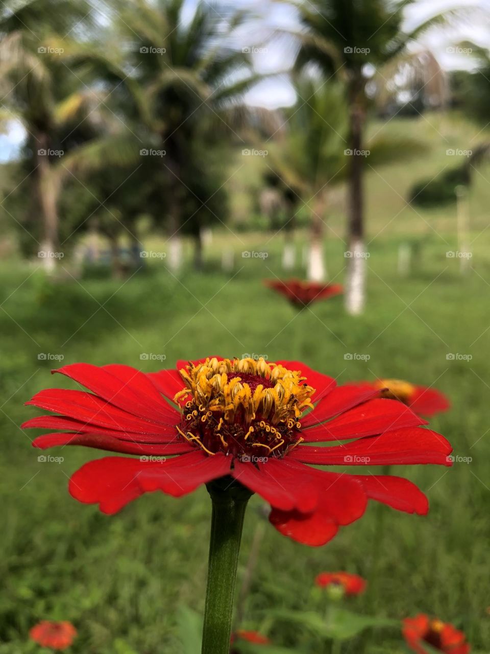 Flor Moça velha 