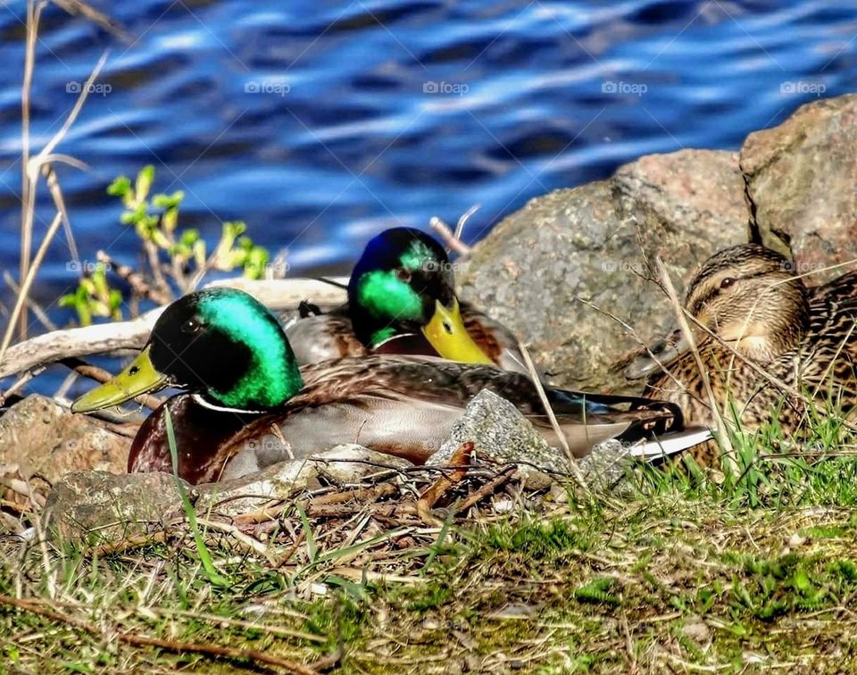 Mallard ducks