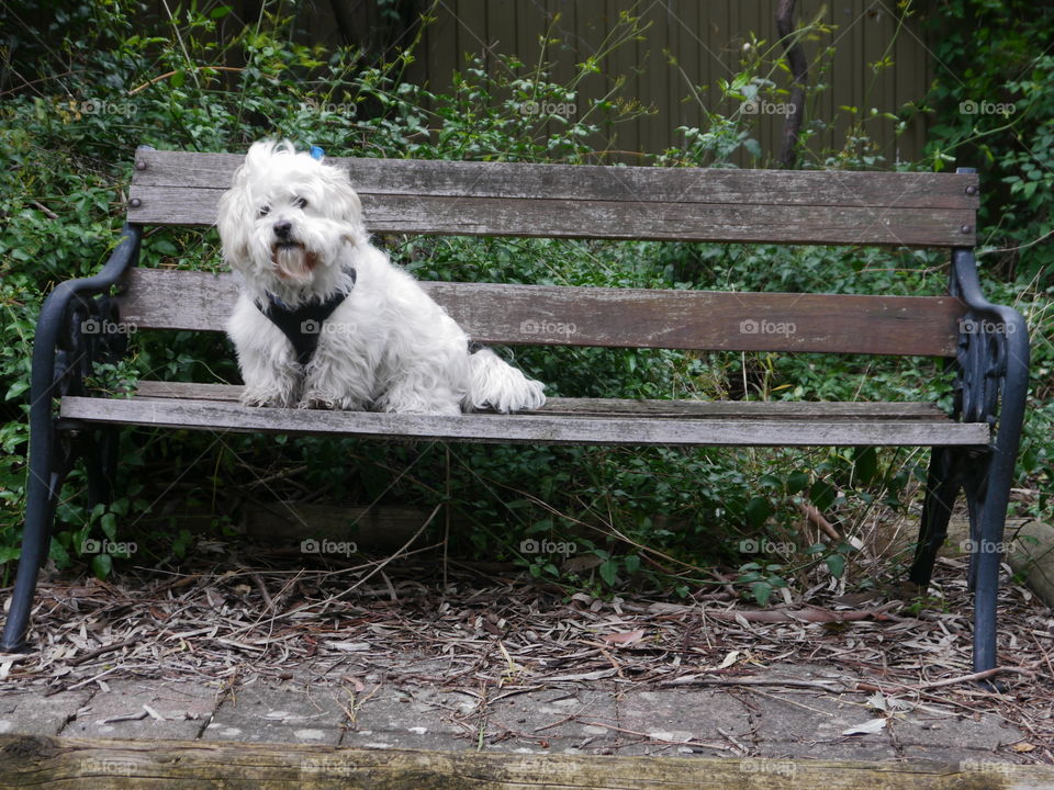 Dog on Park Bench 