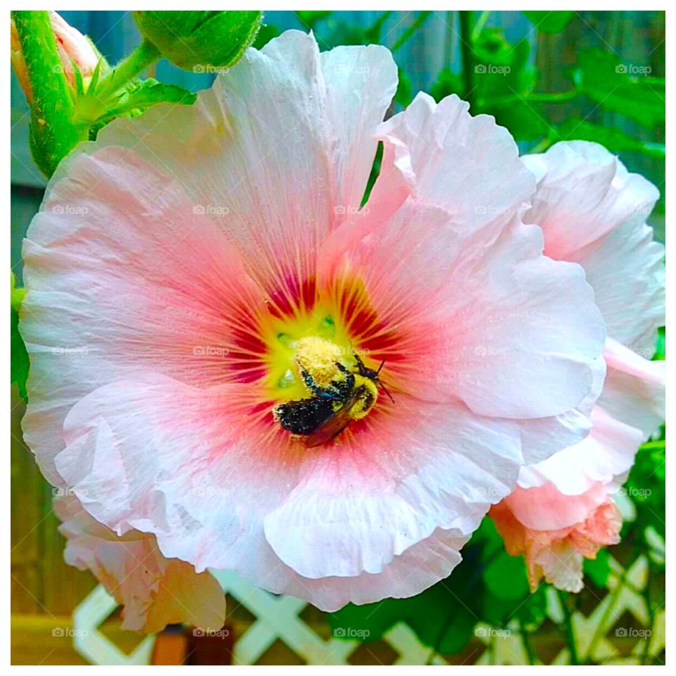 Bumblebee and hollyhock 