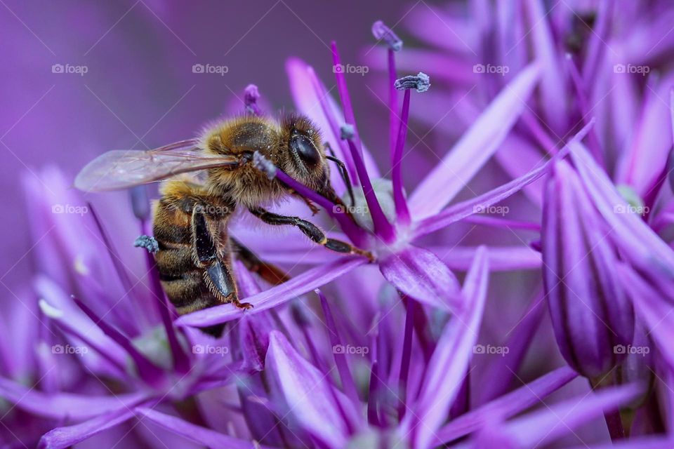 Bee at the flower