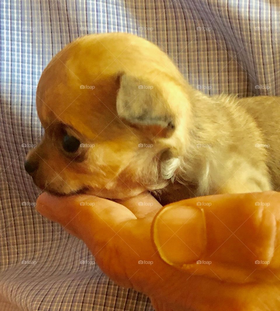 Apple head chihuahua 