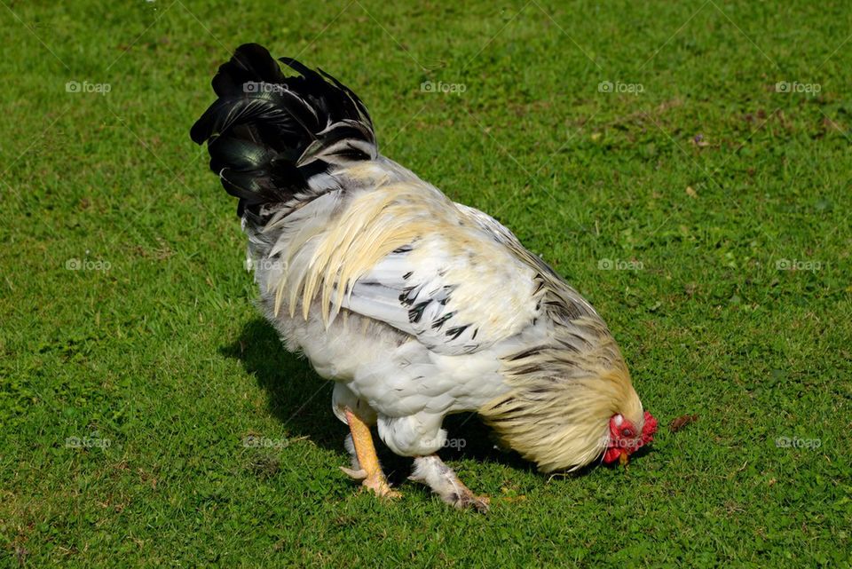 A rooster at a park in Meise, Belgium.