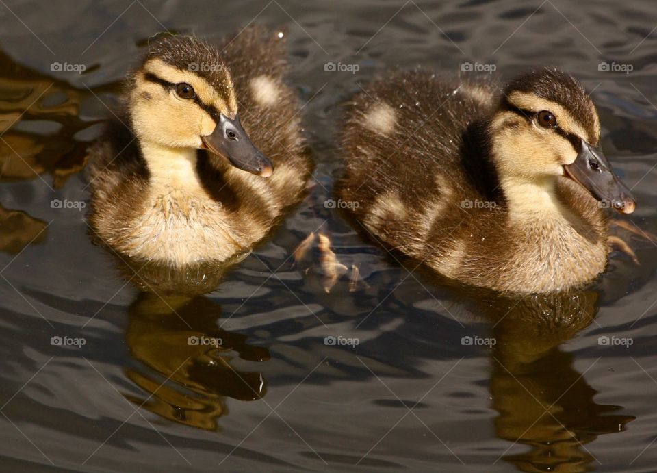 Ducklings on the river
