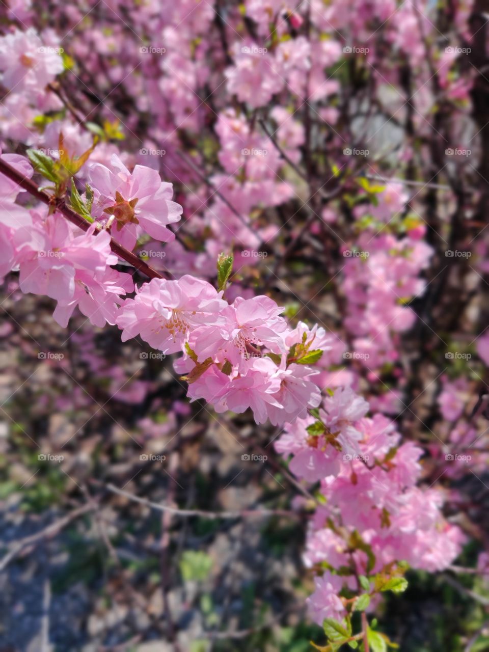 tenderness of spring