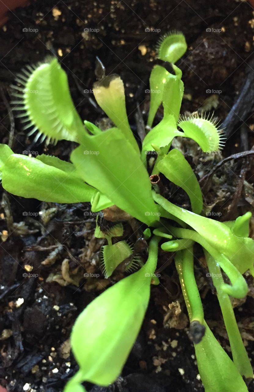 Tiny Venus flytrap 