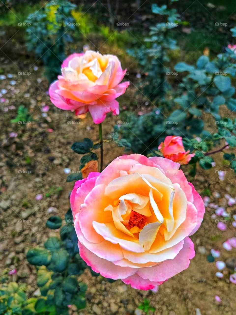 Those pink and yellow roses in the garden are absolutely stunning! It's like they're having their own little colorful party out there, brightening up the whole garden. Roses always bring such a lovely touch of elegance and charm. ๐น๐
