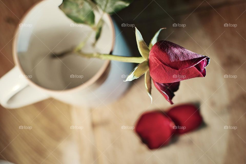 Rose in the cup on wooden table with fallen petals