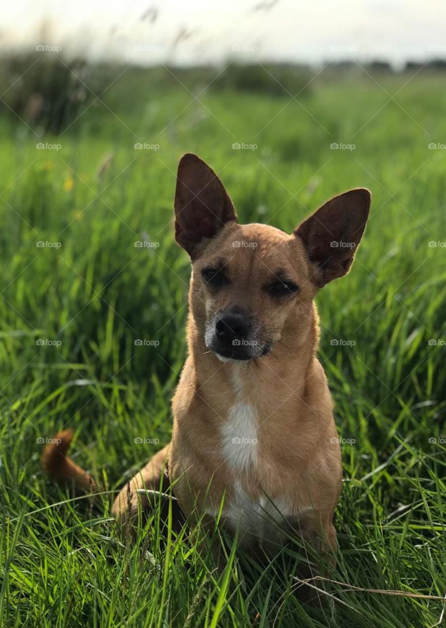 Golden chihuahua with white chest, is sitting with head cocked slightly. Surrounded by bright green grass 