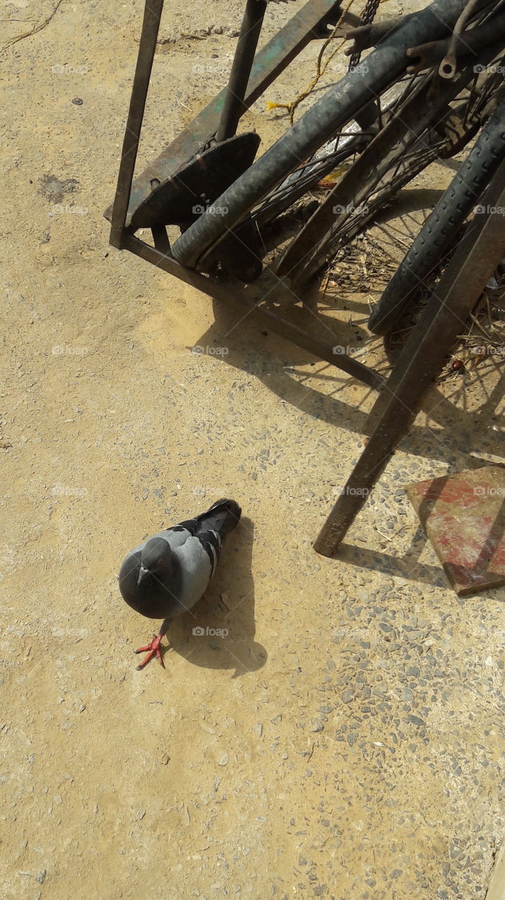 Indian pigeon for village