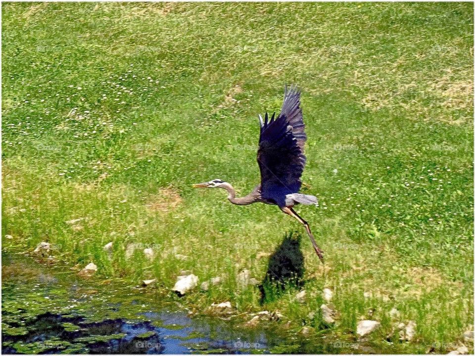 Heron