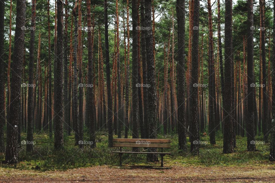 Wald mit bank
