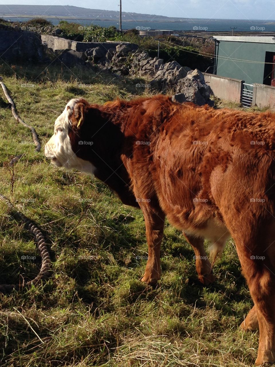 Irish cow