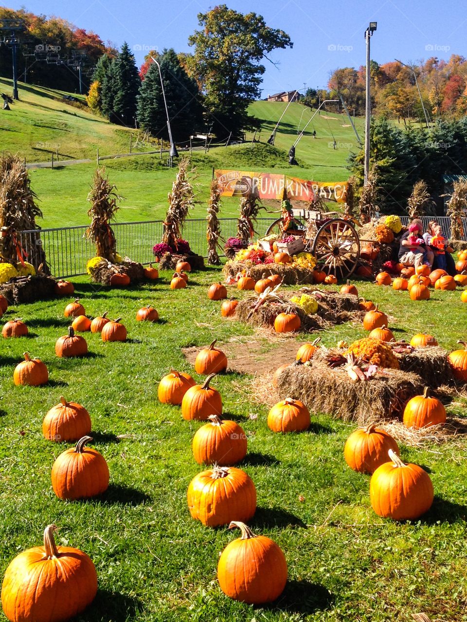 Pumpkins at Autumnfest