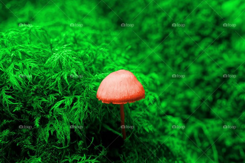 Autumn mushroom surprise
