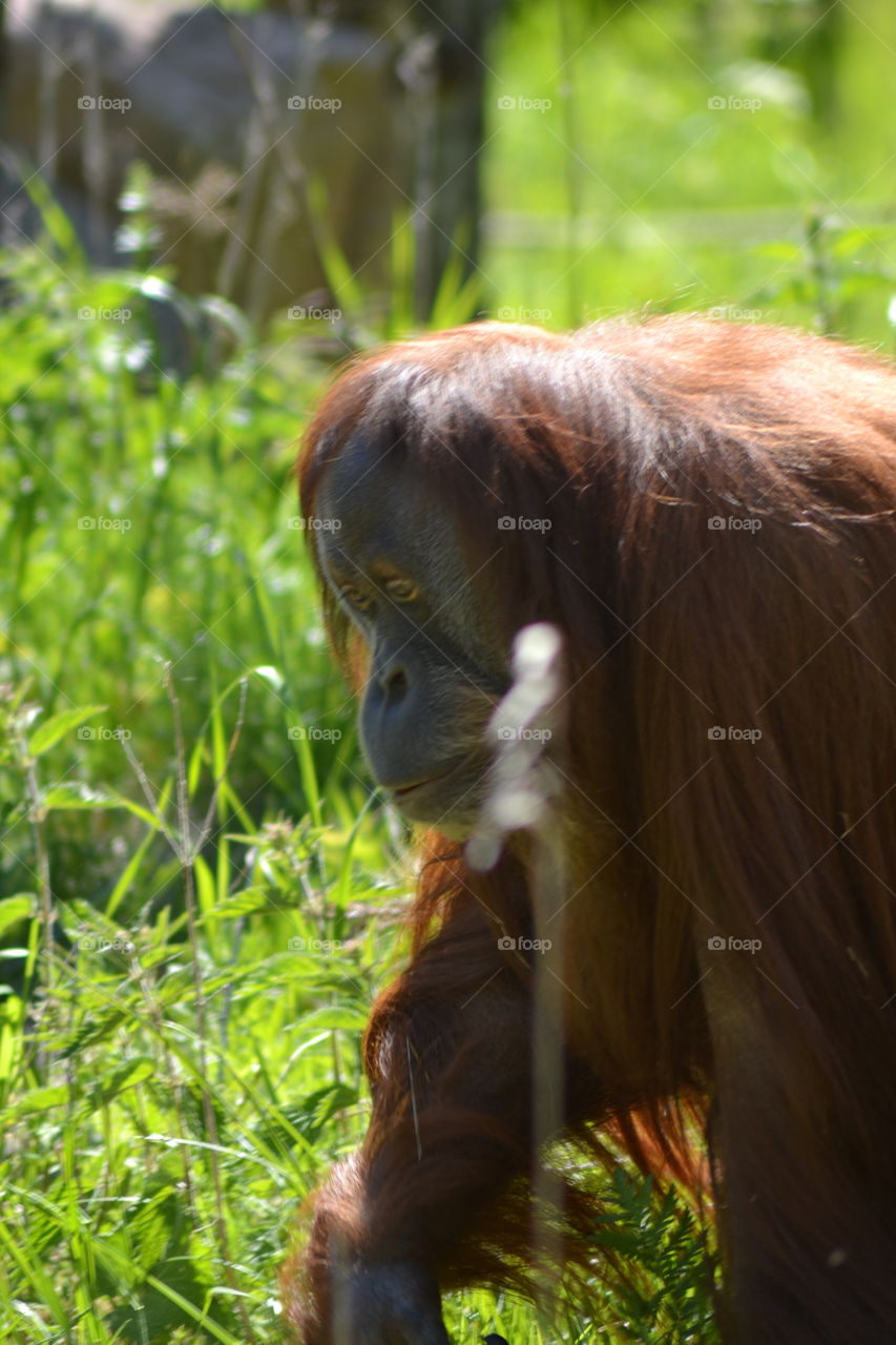 orangutan