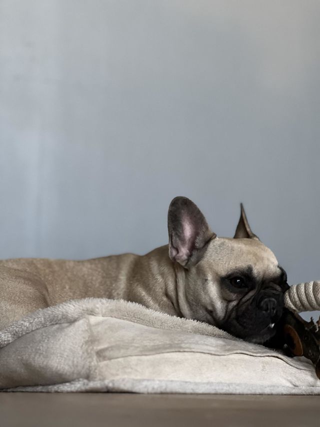Dog Doris 