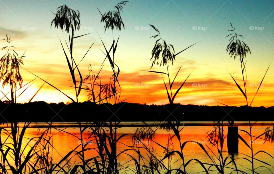 Silhouette of plants at lake