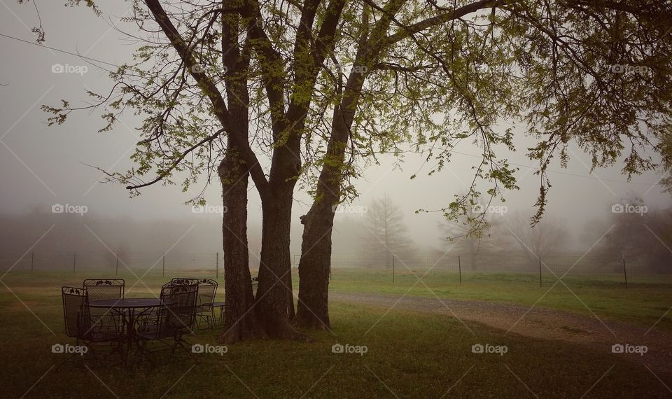 Trees in foggy forest